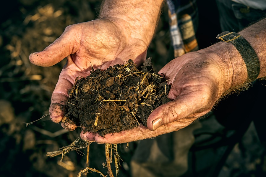 An elderly farmer holds a handful of fertile black soil in his h