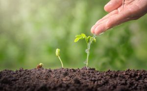 Hands Watering Green Plants.